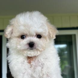 Ichigo - White female Poodle puppy in Hilo, Hawaii from Premium Teacup Puppy of Hawaii