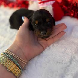 Bentley - Black and tan female Dachshund puppy in Colbert, Oklahoma from Brooke Crenshaw