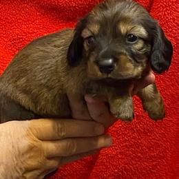 FiFi AKC full rights - Piebald female Dachshund puppy in Elizabethtown, Kentucky from Teeny Tiny Puppy Tails