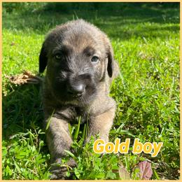 Gold - Brindle male Irish Wolfhound puppy in Alexander, Arkansas from Isham's Huskies and Shamrock Irish Wolfhounds