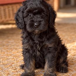 Cavapoo puppies from Song Paws