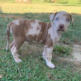 Girl 2 - Red merle female Catahoula Leopard Dog puppy in Gadsden, Alabama from Rich Cat’s
