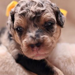 Onyx - Merle male Goldendoodle puppy in Forney, Texas from Diamond Doodle Pups and Poodles