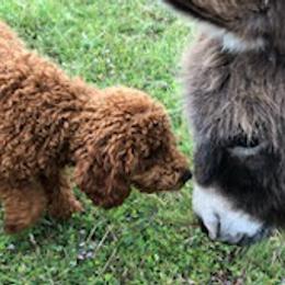 Goldendoodles from Blushing Doodles