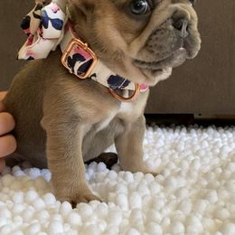 French Bulldog Puppies from Lost Coast French Bulldogs