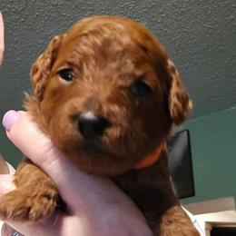 Zoey - Red  female Poodle puppy in Windom, Texas from Wild Farm Puppies