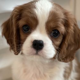 Sam - Cavalier King Charles Spaniel puppy in Tremonton, Utah from Sage Hill Cavaliers