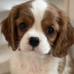 Sam - Cavalier King Charles Spaniel puppy in Tremonton, Utah from Sage Hill Cavaliers