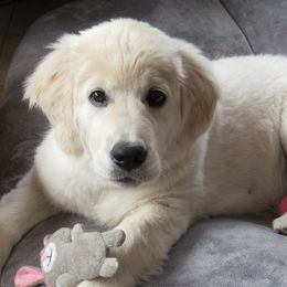 Golden Retrievers from Fox Meadow English Cream Goldens