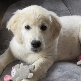Golden Retrievers from Fox Meadow English Cream Goldens