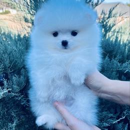 Bruno - White male Pomeranian puppy in Hot Springs, Arkansas from Pomeranian Empire