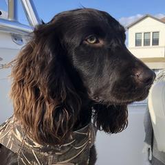Prima - Boykin Spaniel