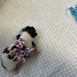 George - Tricolor male Shih Tzu puppy in Boston, Massachusetts from London's puppies