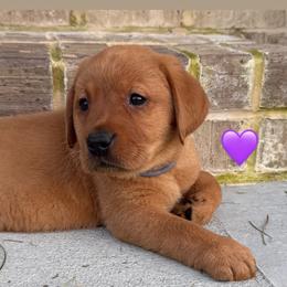 Purple collar - Yellow female Labrador Retriever puppy in Clinton, Tennessee from Summer Rose