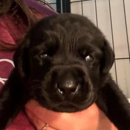 Amethyst - Black female Labrador Retriever puppy in Rock Hill, South Carolina from North Star Retrievers
