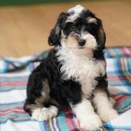 Willow (socialization program student) - Tri-color female Bernedoodle puppy in Dundee, Ohio from Down Home Doodle