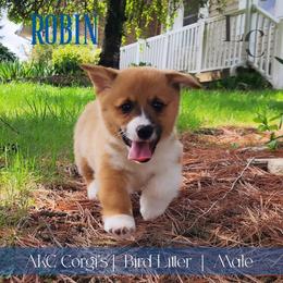 Robin - Red male Pembroke Welsh Corgi puppy in Pine Village, Indiana from NL Horsemanship