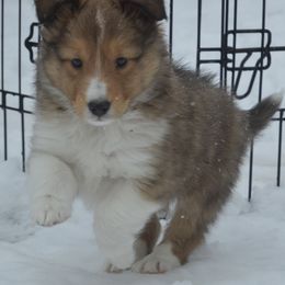 Shetland Sheepdog Puppies from Sunny Shelties