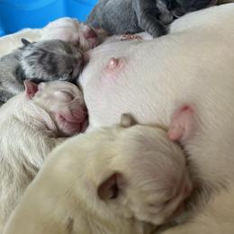French Bulldog and Pembroke Welsh Corgi Puppies from The Grooming Barn LLC/ Wet Dog Ranch