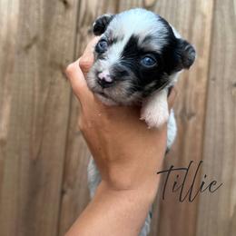 Tillie - Blue merle female Miniature Australian Shepherd puppy in Waxahachie, Texas from Forever Holmes Aussies