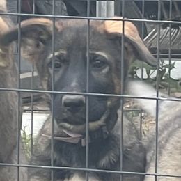 German Shepherd Puppies from Vom Burmeister Kennel