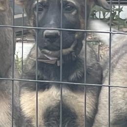 German Shepherd Puppies from Vom Burmeister Kennel
