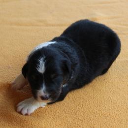 Mesa - Black tri-color female Australian Shepherd puppy in Kansas, Oklahoma from Windy G Farm