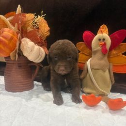 White Dot - Brown male Chesapeake Bay Retriever puppy in Wisconsin Dells, Wisconsin from Kilbourn Chesapeakes