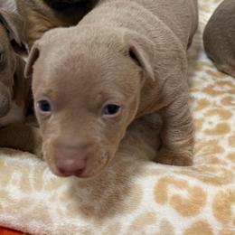 Pearl Tux - Silver and white male Teddy Roosevelt Terrier puppy in Little Elm, Texas from Stone's Teddy Roosevelt Terrier's