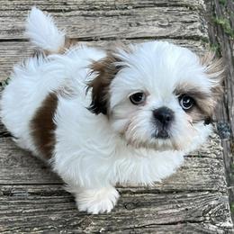 Shih Tzus from DHDoggs Shih Tzu