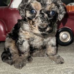 Miss Pink - Merle female Cockapoo puppy in Tampa, Florida from Mary Puppins