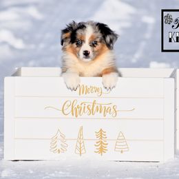 Autumn - Blue merle female Miniature Australian Shepherd puppy in Akeley, Minnesota from Rustic Original Aussies