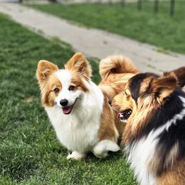Pembroke Welsh Corgi puppies from Enchanted Valley Paws