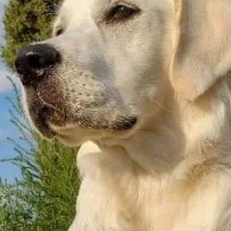Golden Retrievers from The Golden Virtues