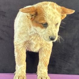 L65-06 - Red mottled male Australian Cattle Dog puppy in Sheridan, Oregon from 6pk Cattledogs