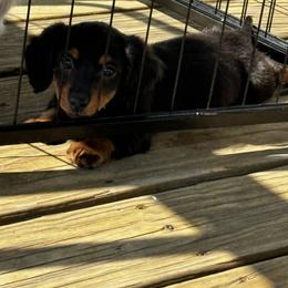 Dachshund Puppies from Libby’s Legacy Doxies