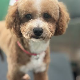 Goldendoodle puppies from Hilltop Doodles KY LLC