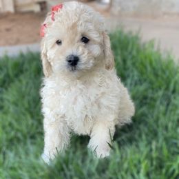 Goldendoodle, Maltipoo, and Poodle Puppies from Winchester Hills Poodles and Doodles