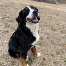 Marley - Tri-color female Bernese Mountain Dog puppy in Four Oaks, North Carolina from RoseWest Farms