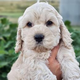 Reel - Cream male Cockapoo puppy in Indiahoma, Oklahoma from Phamily Doodles