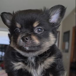Sparky - Black and tan male Chihuahua puppy in Citrus Heights, California from Golden State Chihuahuas