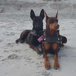 Doberman Pinschers and Dutch Shepherds from Crosspointe Canines