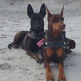 Doberman Pinschers and Dutch Shepherds from Crosspointe Canines