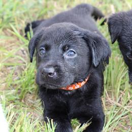 King - Black male Labrador Retriever puppy in Morrilton, Arkansas from Ancient Dogges Performance Dogs