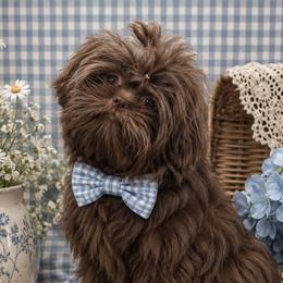Nuggie - Shih Tzu