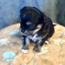 Chihuahua Puppies from Wild Mountain Chihuahuas