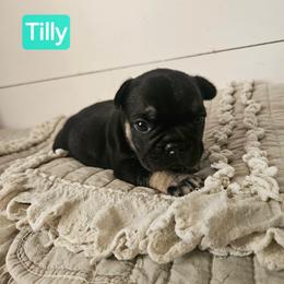 Tilly - Black and tan female French Bulldog puppy in Neosho, Missouri from K2S Frenchies