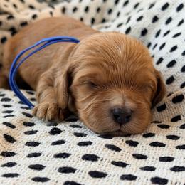 Callahan - Red male Cavapoo puppy in Preston, Idaho from Rocking JH Pup Co