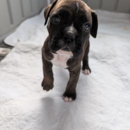 Sunny - Boxer puppy from Brinkhaven Boxers