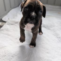 Sunny - Boxer puppy from Brinkhaven Boxers